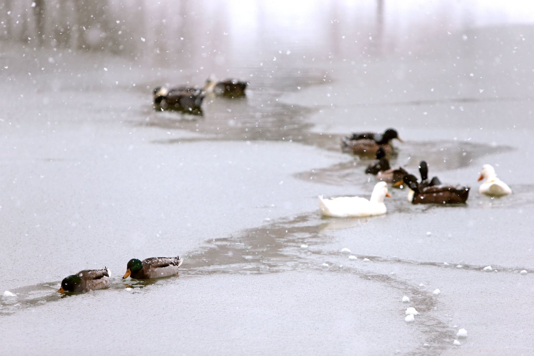 St. Louis gets several inches of snow